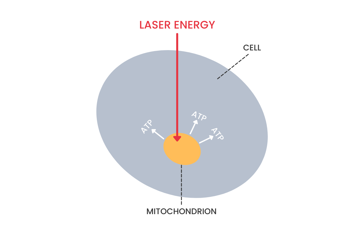 Laserterapi giver energi til cellen