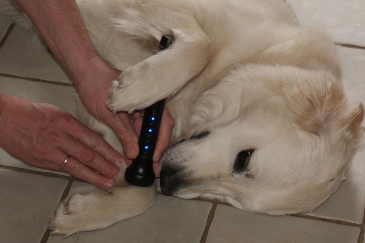 smertefri behandling af dyr med laser | dyrlæge VET
