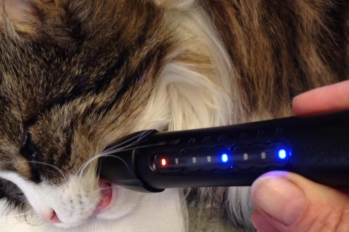Laserterapi er et effektivt værktøj til at hjælpe dit kæledyr
